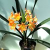 Кливии (Clivia)